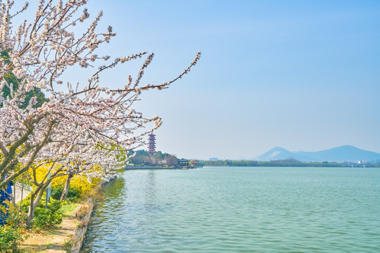 杏花 湖景 高清大图