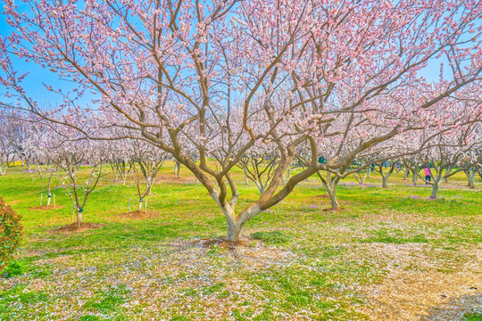 杏花 杏花林 高清大图