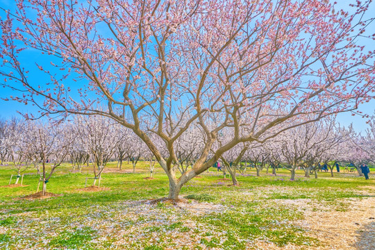 杏花 杏花林 高清大图