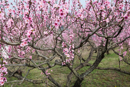 桃花 桃花园