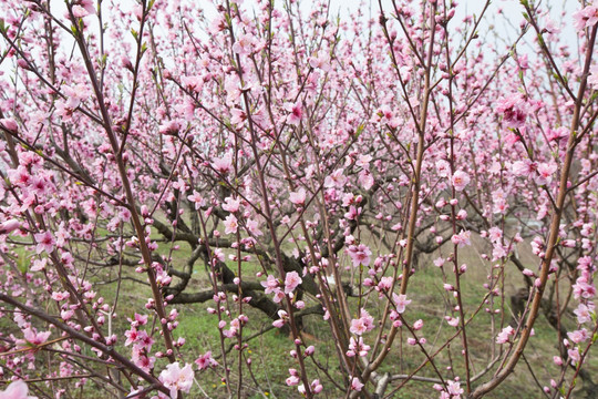 桃花 桃花园