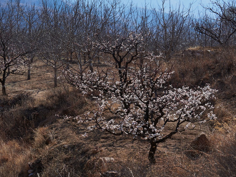 杏树