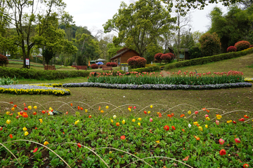 郁金香花展 公园景观