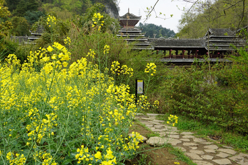 侗族风雨桥 春天 油菜花