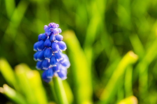 风信子 花卉