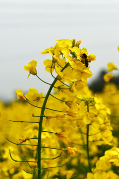 油菜花