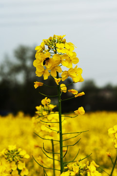 油菜花