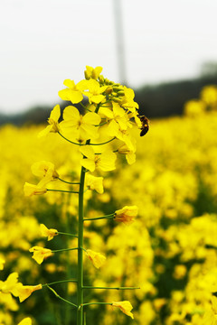 油菜花