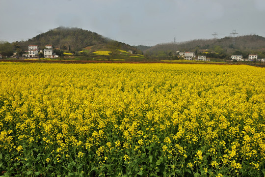 油菜花 油茶地