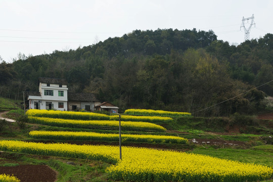 桃花 桃树 油菜花