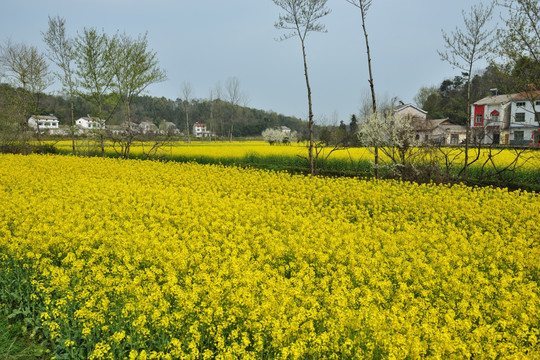 桃花 桃树 油菜花