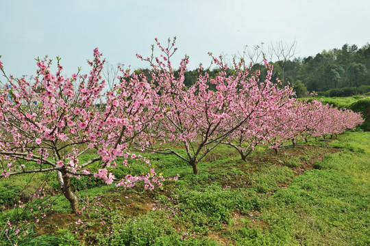 桃花 桃树 桃园 鲜花