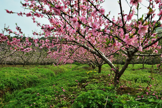 桃花 桃树 桃园 鲜花