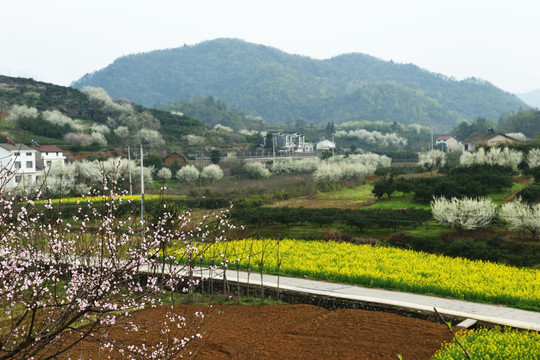 桃花 李花 油菜花