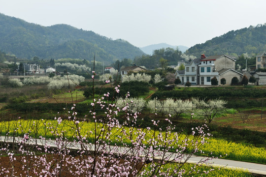 桃花 李花 油菜花