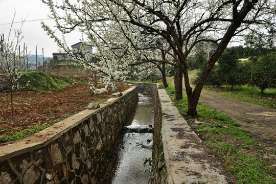 桃花 李花 油菜花