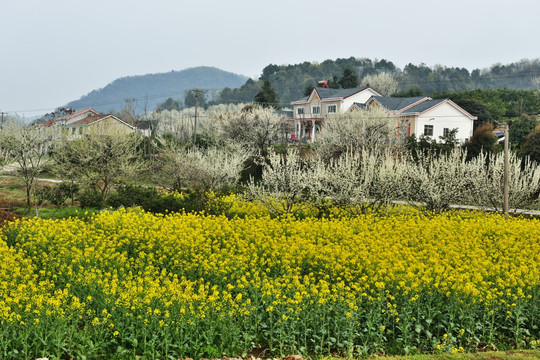 桃花 李花 油菜花