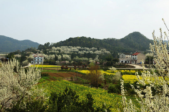 油菜花 李花