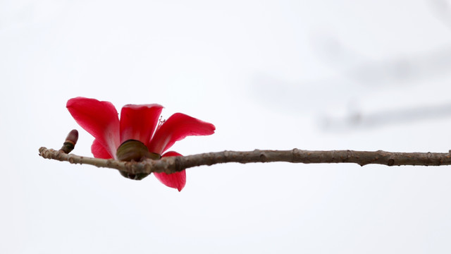 木棉花