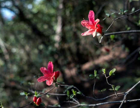 杜鹃花