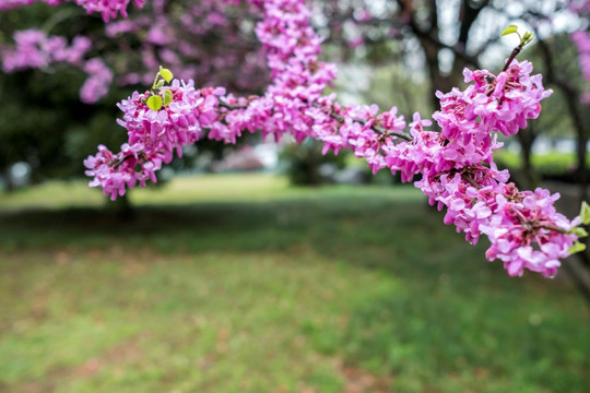 紫荆花