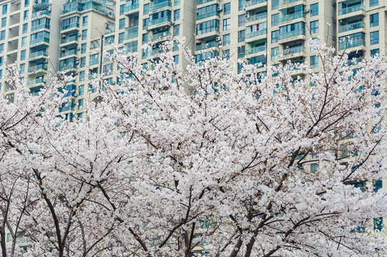 武汉西北湖广场樱花