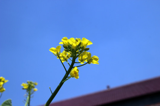 油菜花 特写