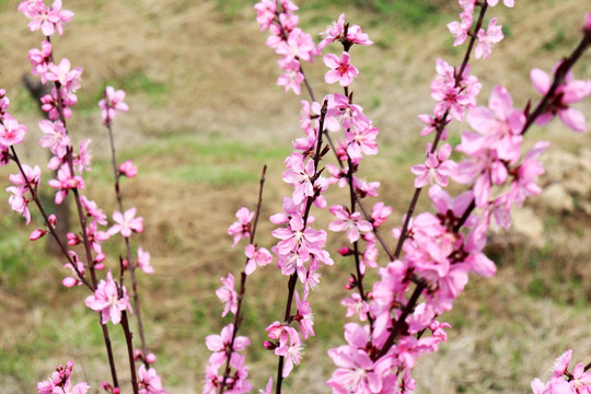 桃花