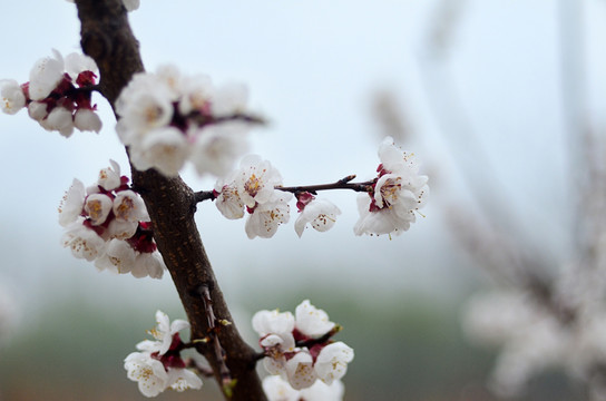 老树桃花 杏花