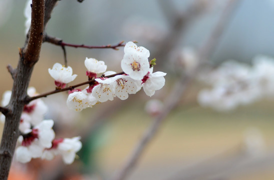 杏花 粉色花