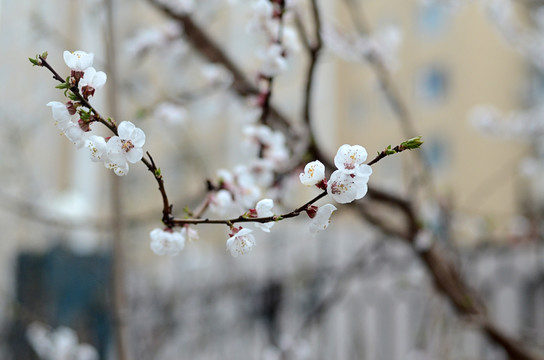 杏花 花枝