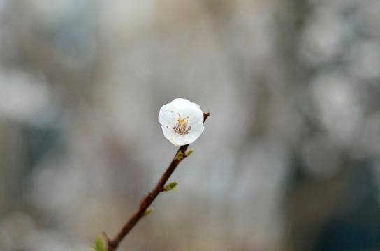 一朵杏花