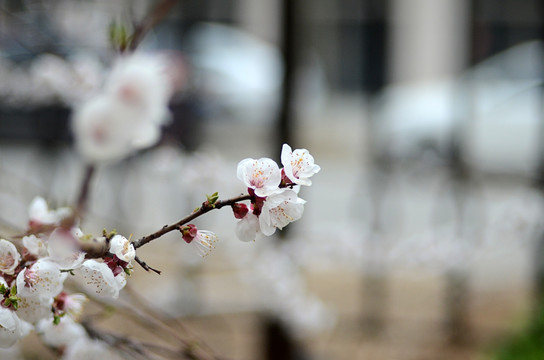 花枝