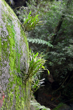 野生石斛 岩石石缝 石斛植株