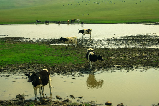 湿地草原牛群