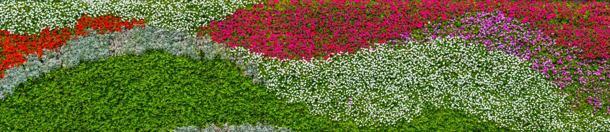 花墙 植物墙 高清