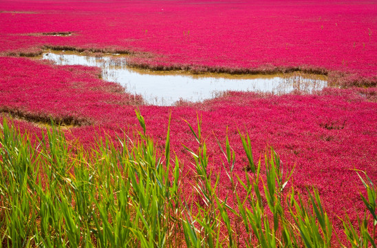 红海滩湿地