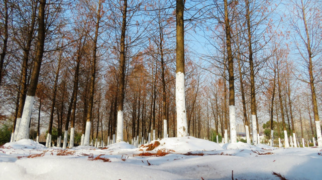 塘西河公园树林雪景