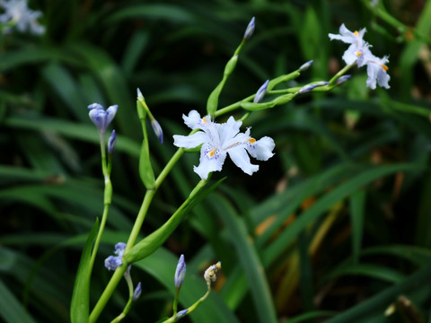 鸢尾花