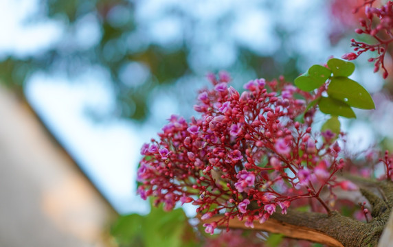 杨桃花