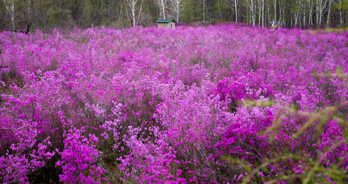 山野杜鹃花海