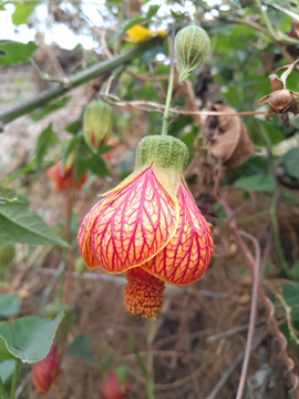 金鈴花