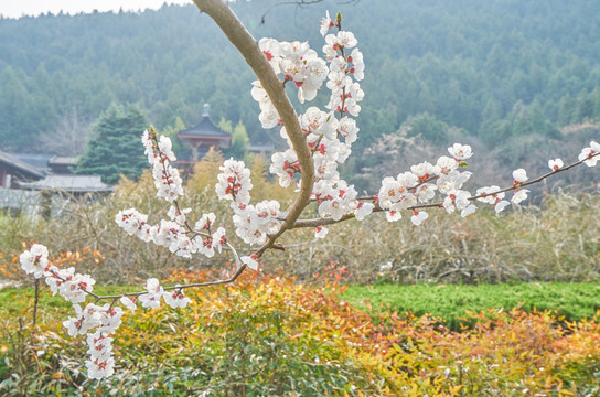 杏花 高清大图