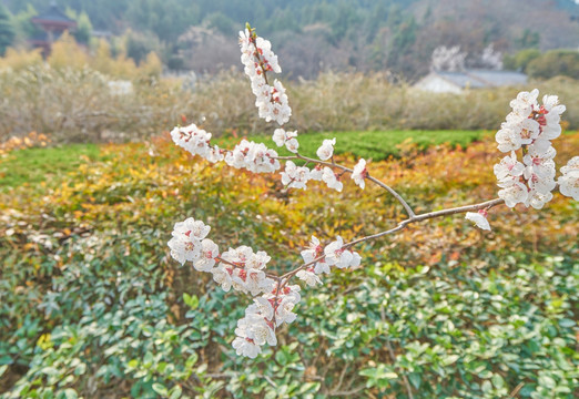 杏花 高清大图