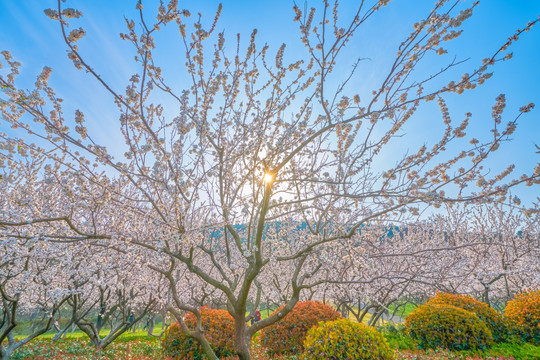 杏花 杏树林 高清大图