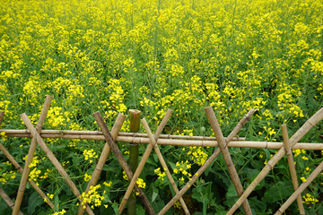 油菜花