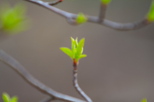 嫩芽