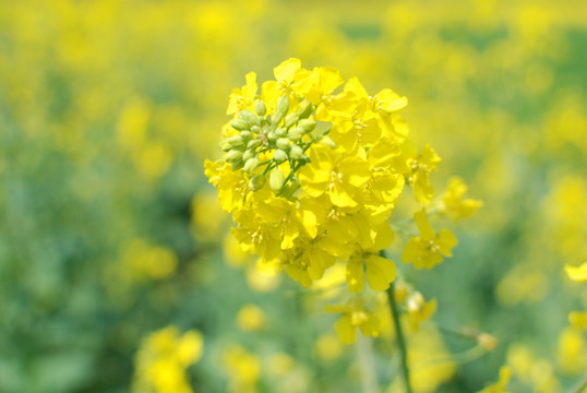 油菜花 春天花朵 开化油菜