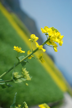 油菜花 春天花朵 开化油菜