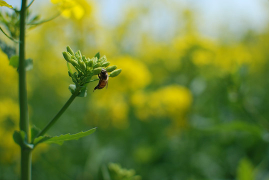 油菜花 春天花朵 开化油菜